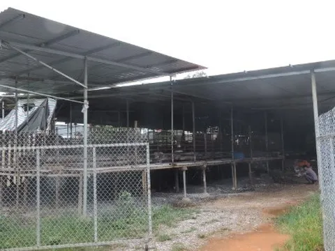 Nuôi con hiền lành, mắn đẻ, anh nông dân nhẹ nhàng thu lãi 2 tỷ đồng/năm
