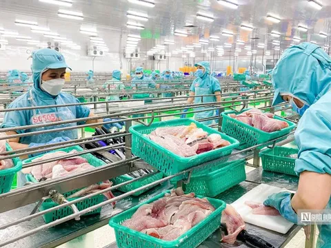 Cuộc đua xuất khẩu cá tra trong một thập kỷ