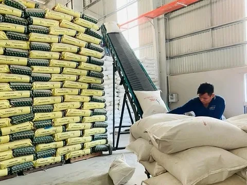 Vì sao giá gạo Việt "hạ nhiệt" nhưng vẫn neo ở mức cao?