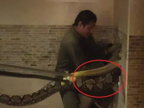 Người đàn ông tay không bắt sống "quái thú" dài 6m ẩn nấp trong nhà vệ sinh