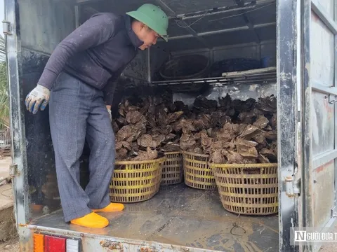 Vụ tranh chấp bè hàu tại Tx.Quảng Yên: Sẽ xử lý việc đưa tin thất thiệt