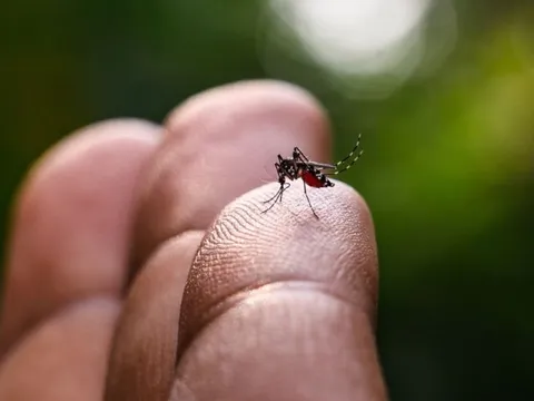 Người dân đua nhau bắt muỗi để nhận tiền thưởng