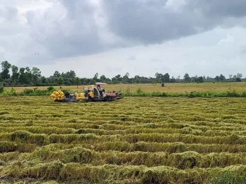 Chủ động thu hoạch lúa đông xuân trước đợt xâm nhập mặn sâu nhất