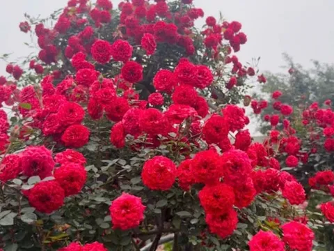 Hoa hồng Mê Linh sẵn sàng cho dịp 8/3