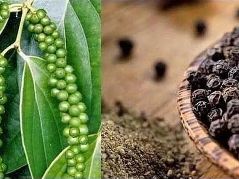 Phát triển bền vững ngành hồ tiêu