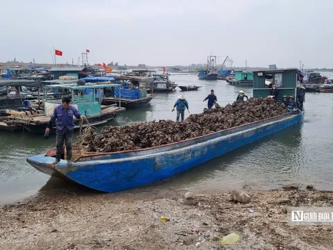 Quảng Ninh: Xử phạt trường hợp loan tin "xã hội đen cướp hàu"