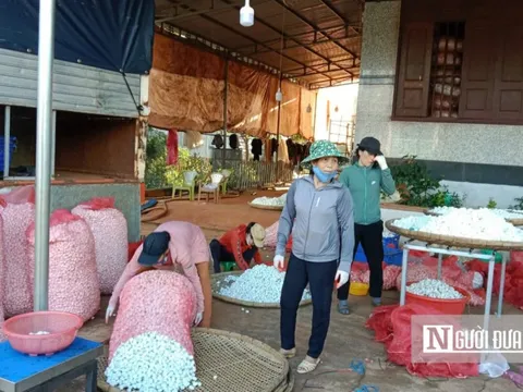 Hướng đi mới giúp nông dân Gia Lai thoát nghèo