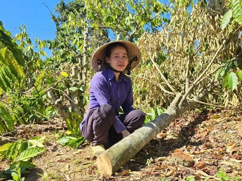 Gia Lai: Khởi tố anh rể chặt phá vườn cây của em vợ