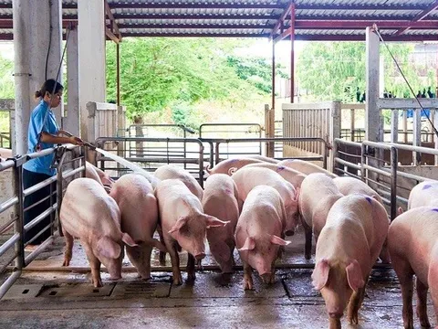 Bầu Đức hoàn tất việc giải thể công ty con chuyên mảng chăn nuôi