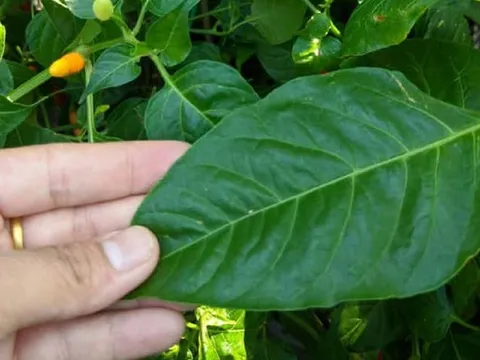 Đừng chỉ ăn quả, lá của cây này ví như "nhân sâm người nghèo" ở quê rất nhiều