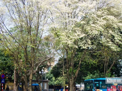 Biến Hà Nội thành “bản giao hưởng" bốn mùa hoa
