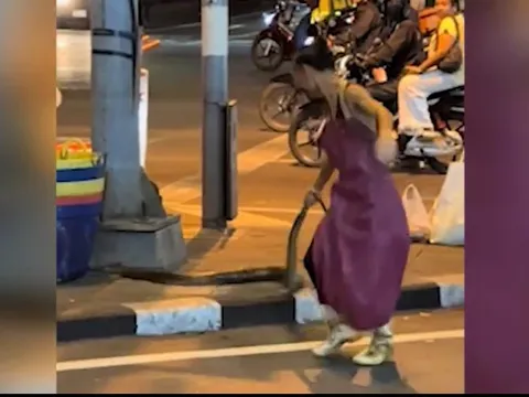 Người đàn ông trổ tài bắt rắn khổng lồ bằng tay không và cái kết bất ngờ