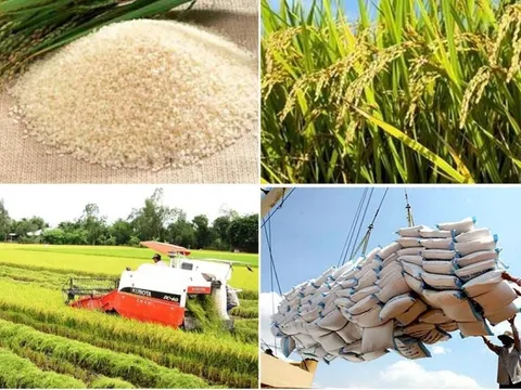 Thủ tướng chỉ đạo khẩn trương thực hiện các giải pháp đảm bảo cân đối cung cầu lúa gạo