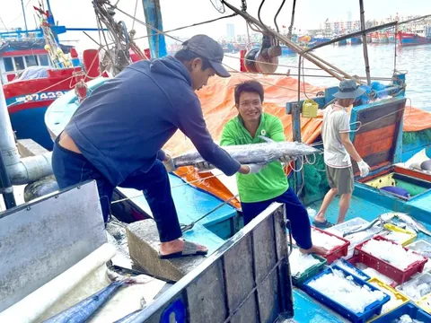 Quảng Nam hoàn thành xóa tàu cá "3 không"