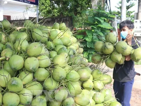 Dừa tươi: Từ tín hiệu thị trường đến phát triển bền vững