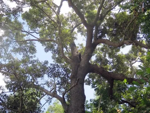 Loài cây quý hiếm bậc nhất thế giới, "cứng như sắt, quý hơn vàng", chỉ duy nhất Việt Nam sở hữu