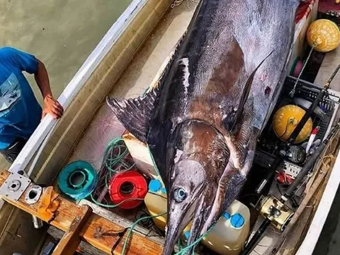 Ngư dân đơn độc câu được cá marlin xanh khổng lồ