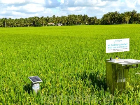 Một số giải pháp sáng tạo sản xuất lúa chất lượng cao, ít carbon ở đồng bằng Sông Cửu Long