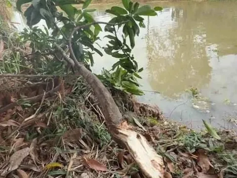 Người đàn ông 37 tuổi gặp nạn tử vong trong khi hái xoài