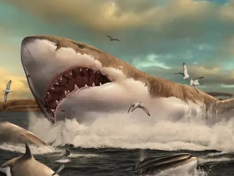 Tiết lộ mới gây sốc về hình dáng và kích thước thực sự của cá mập Megalodon