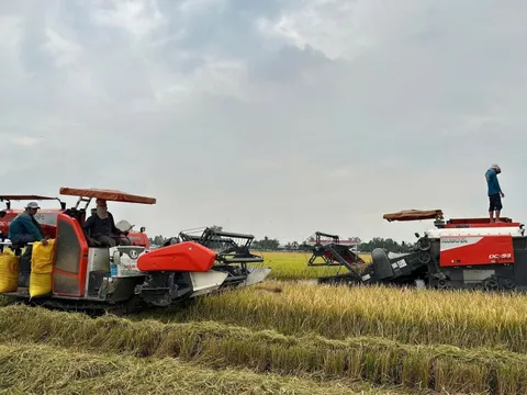 Agribank đẩy mạnh cho vay sản xuất, kinh doanh lúa gạo