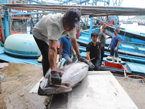 Khánh Hòa: Không cho xuất bến các tàu cá không đủ điều kiện