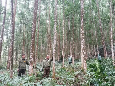 Nâng cao tiêu chuẩn rừng trồng, giữ vững thị trường gỗ cao cấp