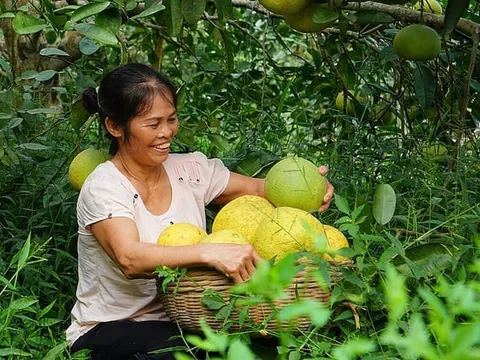 Hiện đại hóa kiểm dịch thực vật để thúc đẩy thương mại các sản phẩm cây trồng