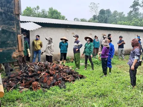 Mất điện giữa đêm khuya, 8.000 con gà sắp xuất chuồng chết ngạt