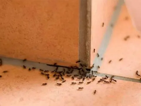 Để thứ này trong nhà, đặc biệt là cái thứ nhất diệt tận gốc cả đàn kiến