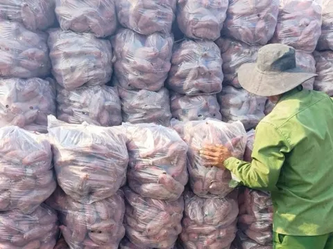 Trúng mùa khoai lang, nhiều nông dân thu tiền tỷ nhờ giá bán tăng vọt