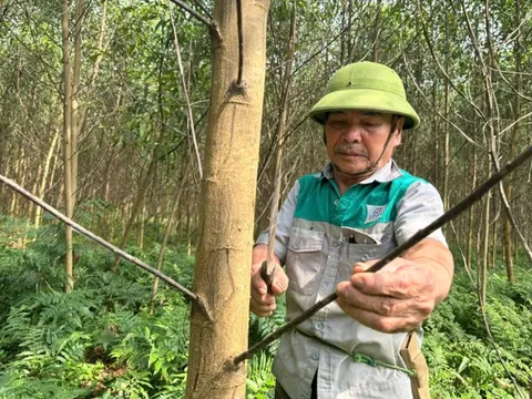 Thu nhập bền vững từ rừng cho người dân dưới đỉnh Giăng Màn