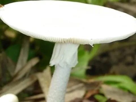 Cảnh báo nấm thay đổi độc tố theo mùa