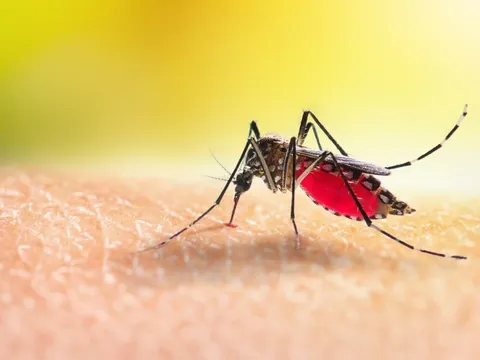 Sốt xuất huyết: Đừng để 'chuyện muỗi' làm lớn!