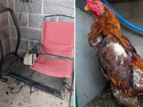 Bắt gà trống chạy trên máy chạy bộ, 2 người đàn ông bị kết án