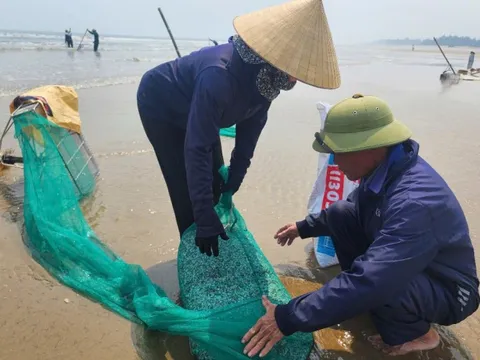 Hàng nghìn tấn ốc dép dạt vào bờ biển Hà Tĩnh