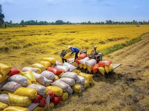 Thành lập đoàn kiểm tra liên ngành về xuất khẩu gạo