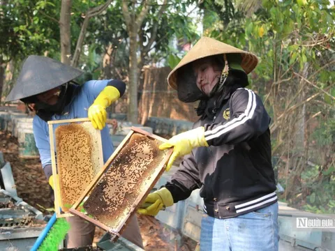 Mùa mật ngọt ở Tây Nguyên