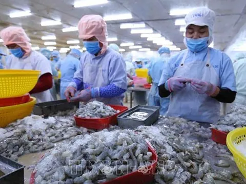 Phát triển thương hiệu tôm Việt xanh và sạch