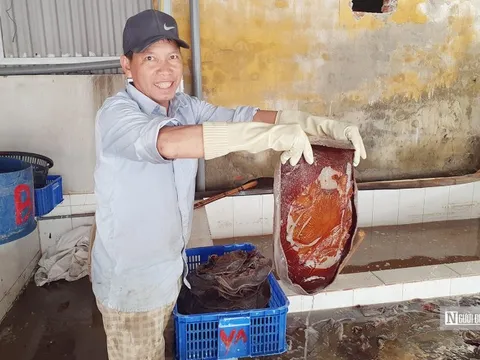Sứa đỏ xuất hiện nhiều trở lại ở vùng biển Đồ Sơn sau 25 năm