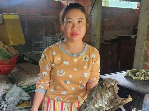 Khởi tố người phụ nữ cất giấu rắn hổ chúa và chồn bay trong tủ lạnh