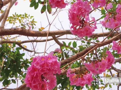 Ngắm đường hoa kèn hồng “đẹp nhất miền Tây”