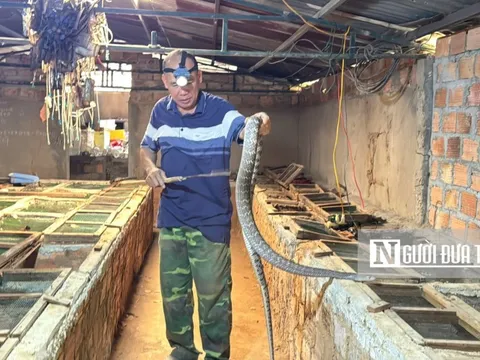 Bỏ chăn nuôi truyền thống, lão nông kiếm gần nửa tỷ đồng mỗi năm nhờ con vật "ai cũng sợ"