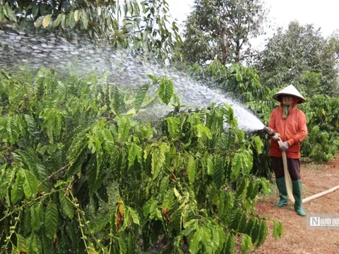 Tây Nguyên: Nhọc nhằn mùa tưới cà phê