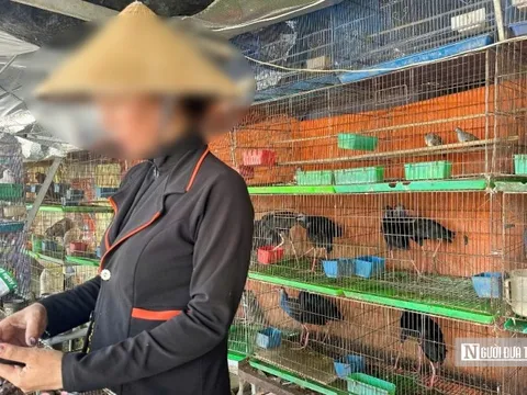 “Chợ chim trời” hoạt động nhộn nhịp trở lại