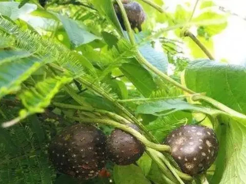 Cây từ quả đến rễ đều chứa độc, ở Việt Nam vẫn được dùng làm thực phẩm, giá đắt đỏ