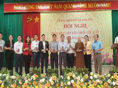 Triển khai liên kết chuỗi sản xuất, chế biến, bao tiêu trà hoa vàng