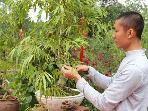 Loại cây mọc bờ mọc bụi nay "lên đời" thành bonsai giá trăm triệu đồng