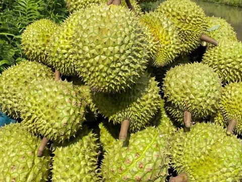 Xuất khẩu nông lâm thủy sản quý I/2025 tăng trưởng hai chữ số