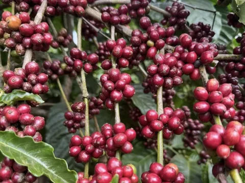Xuất khẩu nông, lâm, thủy sản quý I đạt thặng dư 4,4 tỷ USD